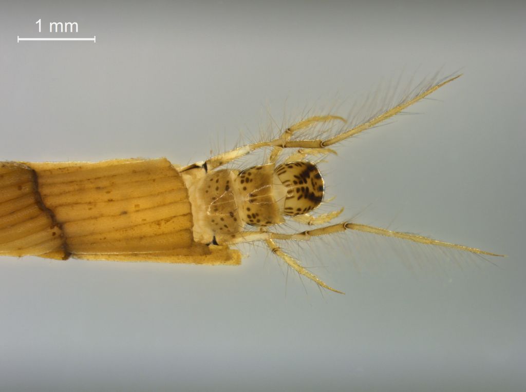 Triaenodes bicolor